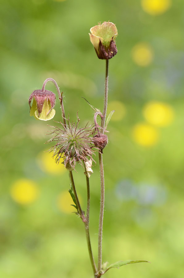 Luce di ... Geum rivale / Cariofillata dei rivi